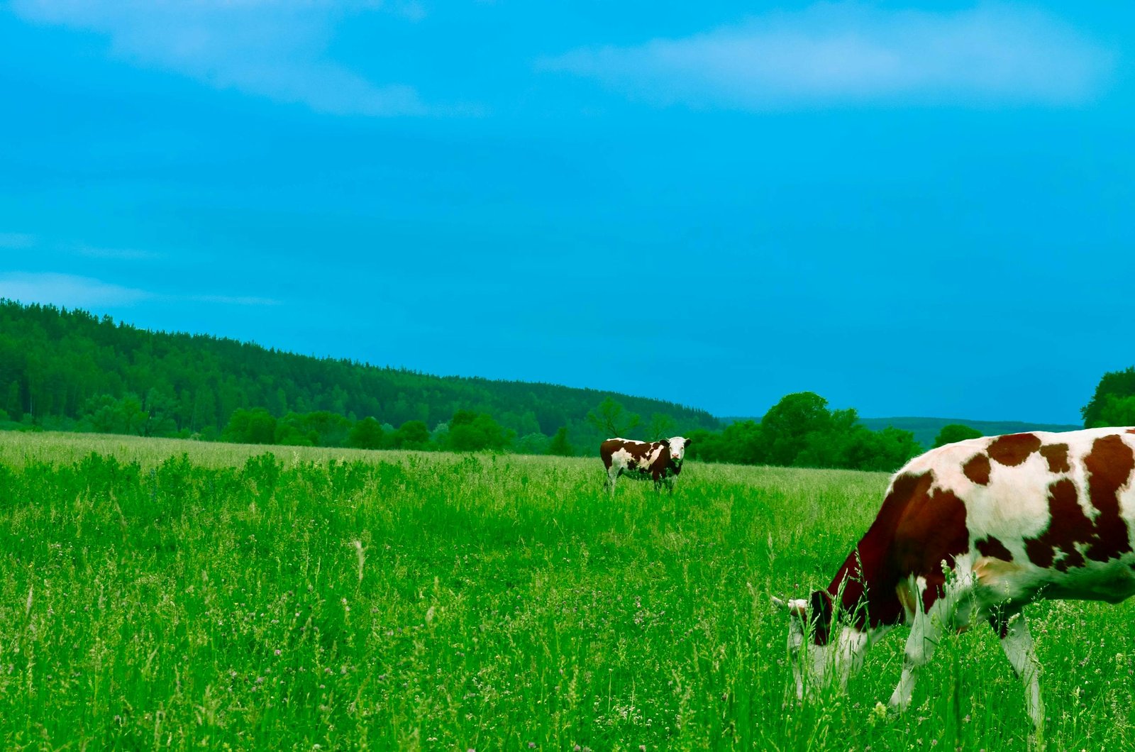 Cows grazing peacefully in a lush green pasture under a clear blue sky, embodying a tranquil rural summer scene.
